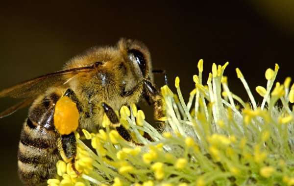 Unveiling Nature's Royalty: The Story of the Queen Bee