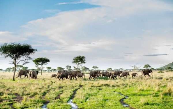 Vencha Travel Offers Personalized Travel Planning and Luxury Safari Packages Throughout East Africa