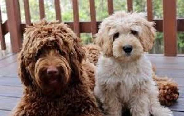 The Best Places to Buy Labradoodles in California: Reviews and Recommendations