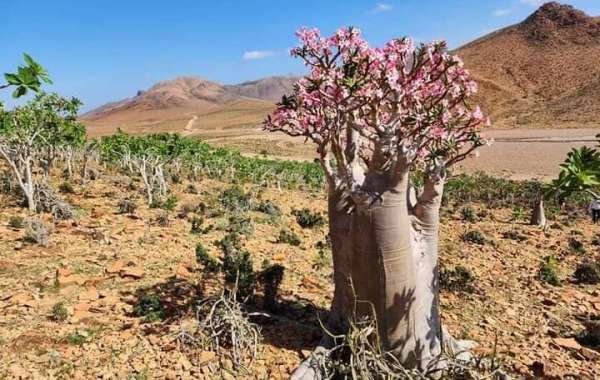 Socotra Pioneer Tours: Tourist Visas for Socotra Island